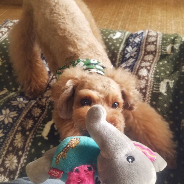 2e751cef 2963 4020 9ca3 ad8e5eb78b09 1544315671202