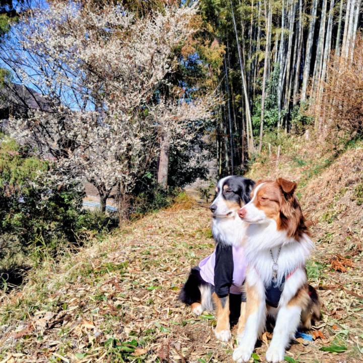 2e75a6b0 6a2a 4f48 ac72 b2d2f6ee8a35 1771672828766