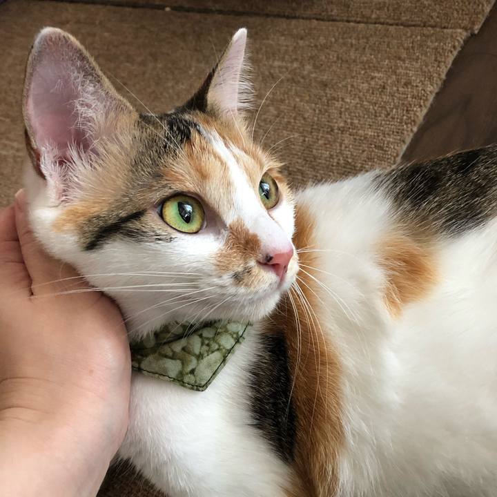 2e763521 54bc 4c45 892a 6eddd1b9d20c 1597115220938