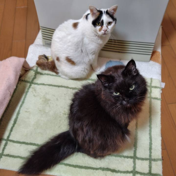 2e773de6 2c69 4294 aed3 e7f8d73b3f0c 1737242873474