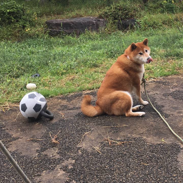 2e77b9b7 f444 4f4c b725 cf164921f41e 1602374787165