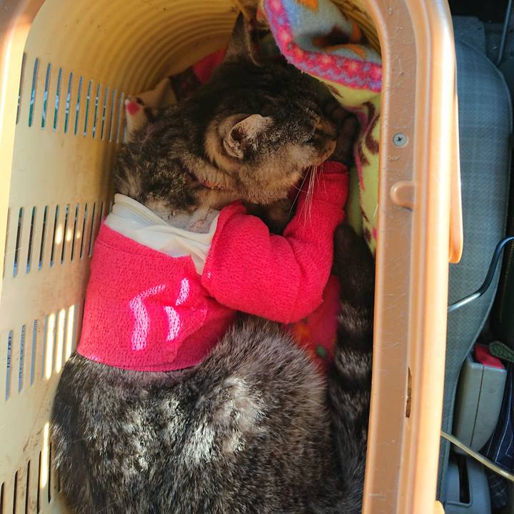 2e7b0c85 03a9 47d2 a1f3 bf97fc727f35 1586593274926