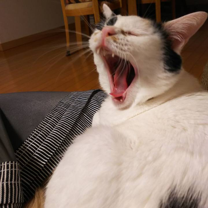 2e7c5214 8698 451f ae7f 976b7631b561 1553781327707