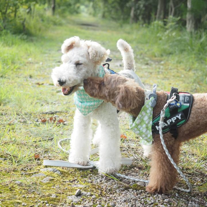 2e7c7617 9821 4af1 9f36 cc8bbba9b103 1566005383452