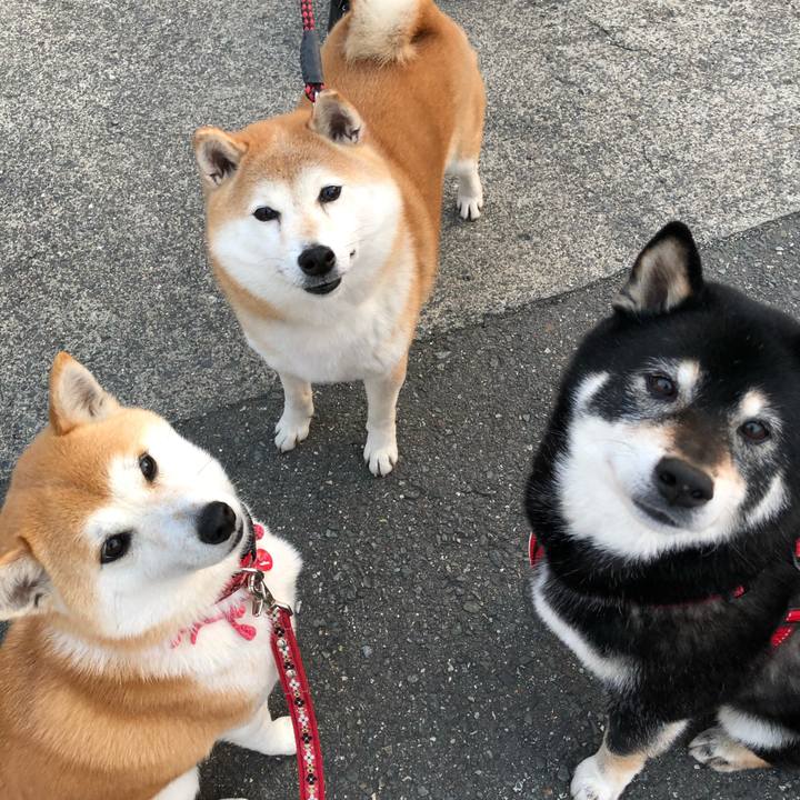 2e7cef42 b81e 4736 9084 74596bc6aa20 1554591943717