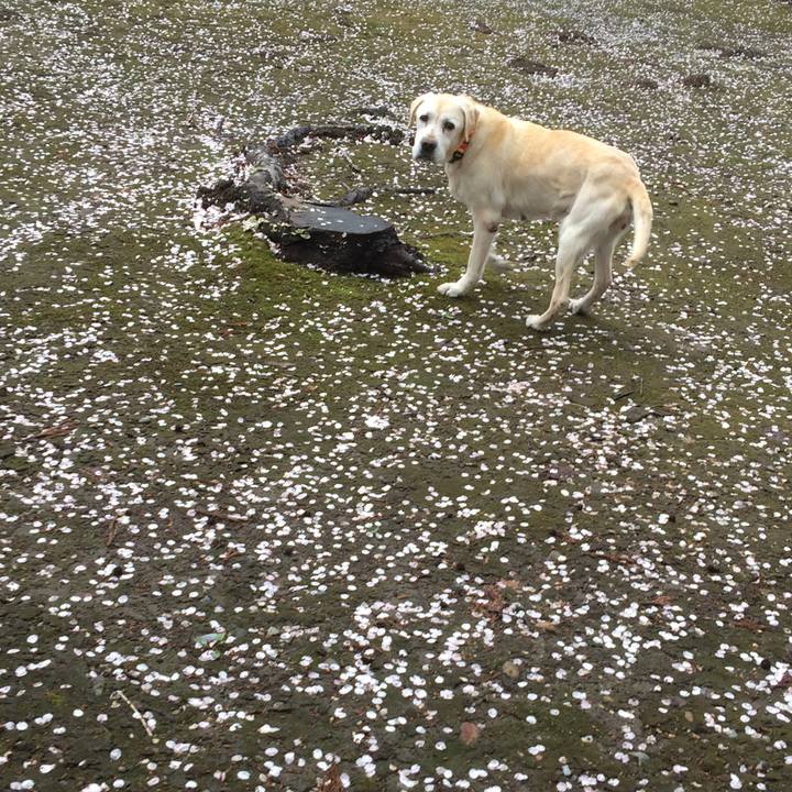 2e80e139 0000 47e0 9f68 f35082120337 1587470062990