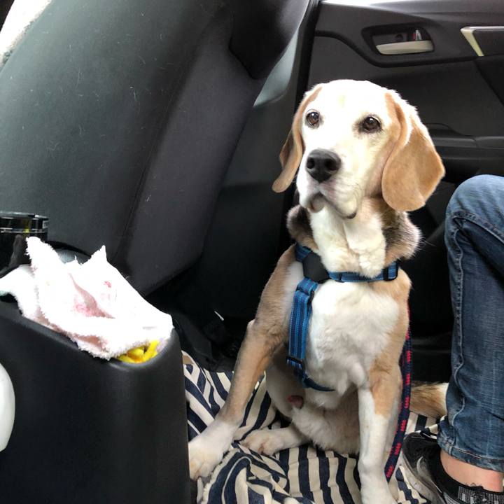 2e8961c7 4986 43c3 849c afbcf0596a37 1560605649888