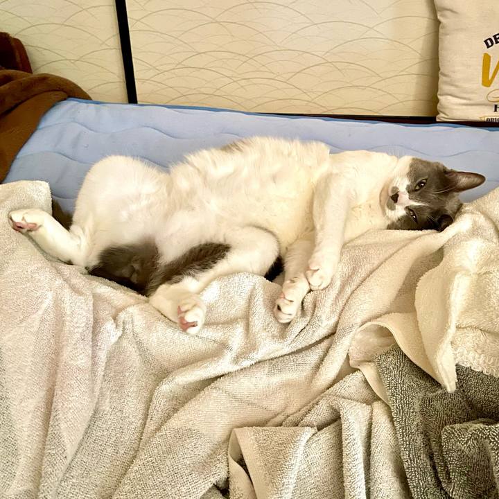 2e8c3b89 47da 4176 bb1e d8eef4f0caaf 1659836439249