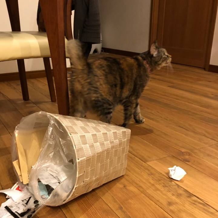 2e8cf6c6 3c14 4c7a aca3 0d02463daa3e 1559376300770