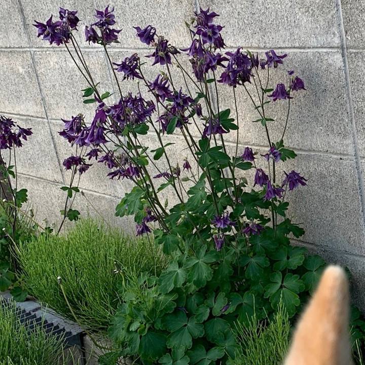 2e8e199b 55b8 427f 90cb 11e63b7dd30c 1559337279800