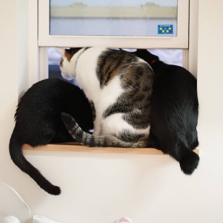 2e905f9d d584 468e 9967 c4790c626b88 1522885058678