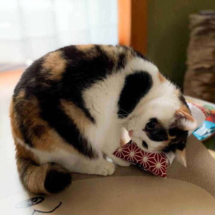 2e90ed24 91ac 4c6f b1e5 370dc1208370 1582769090984