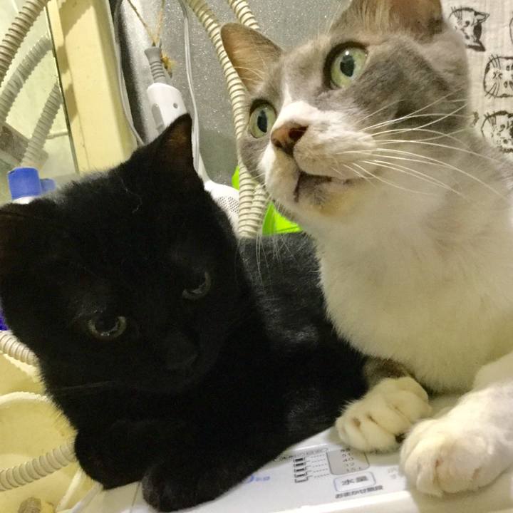 2e94e958 012c 4d6b ae37 d6828de1b859 1628591019917