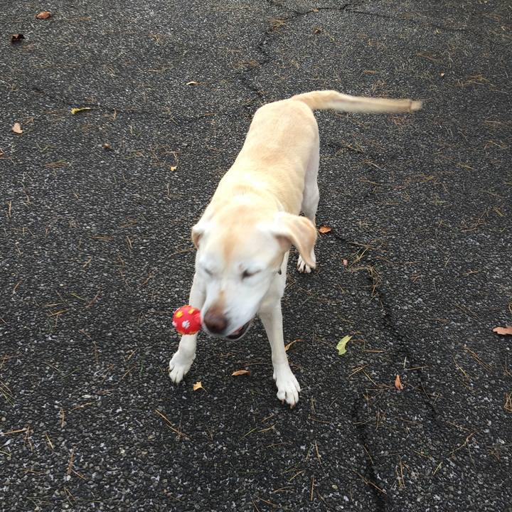 2e96578f 1e74 499a 910d 32bd203bfb0f 1509520331438