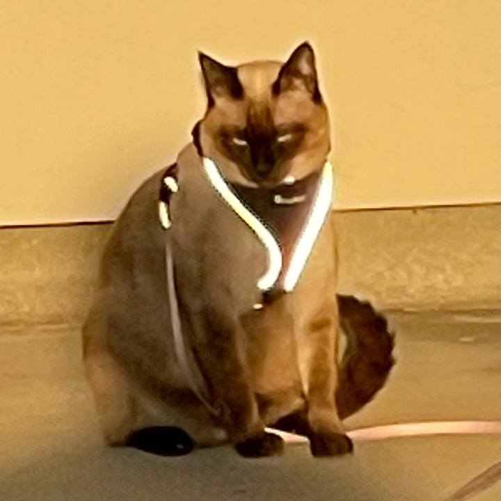 2e96bdbc dff9 434b 9b43 cadfbee4293c 1731227315604