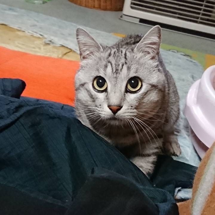 2e9749f8 bf72 4fed a73e 08ed2b1b128e 1543670476217