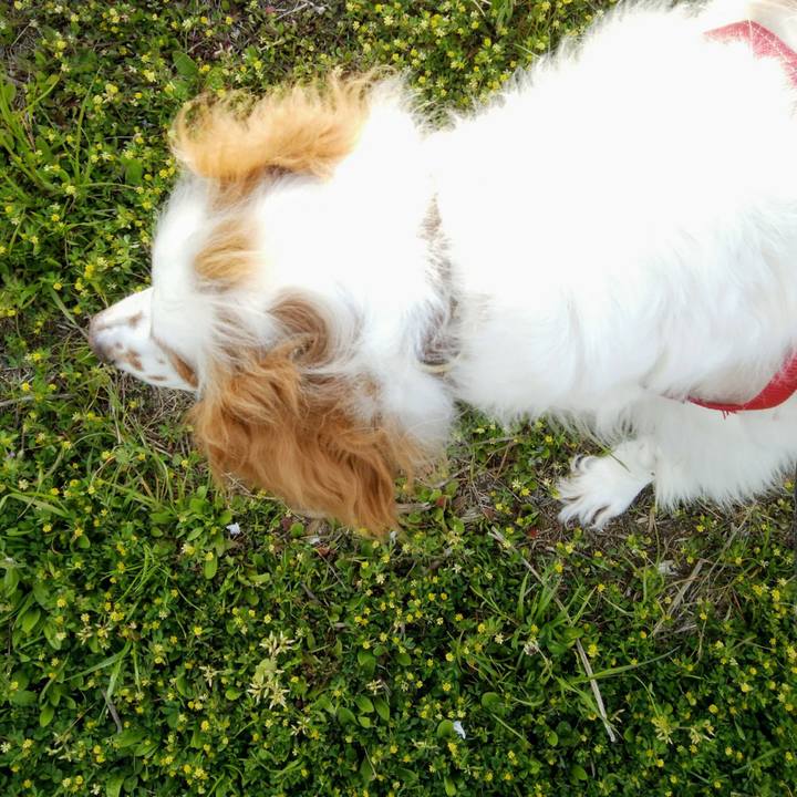 2e9757e3 ce44 4e3b b533 a1b057984642 1555414466240