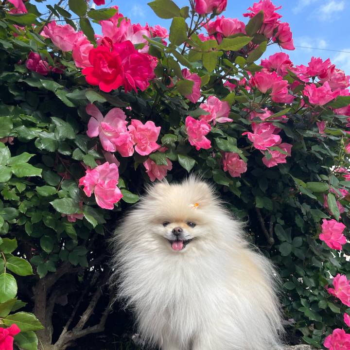 2e976b3e 42b5 44ee be7f 62259bf2d668 1651967928712