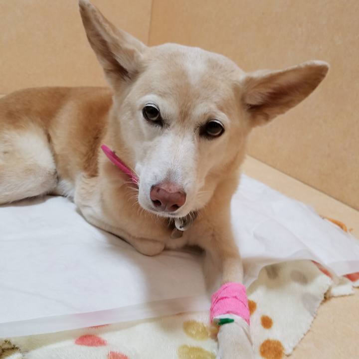 2e986107 bde8 4179 887b 01531db0a1dd 1544452372313