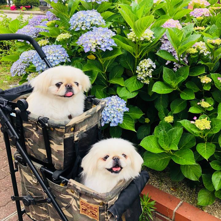 2e992c1d 61bc 46c5 9dce 4fd9f566a045 1590882468558