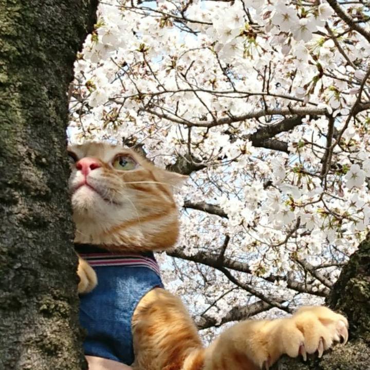 2e9ab913 1725 4289 a5a2 cad8245b8522 1521952249510