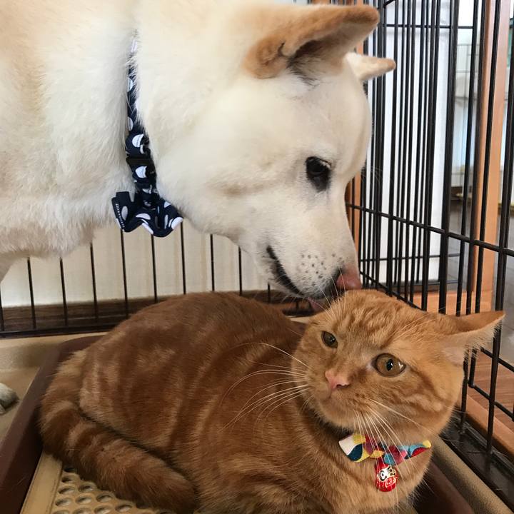 2e9e0f1e 516d 4390 8438 cb05098fbdcf 1514867339212