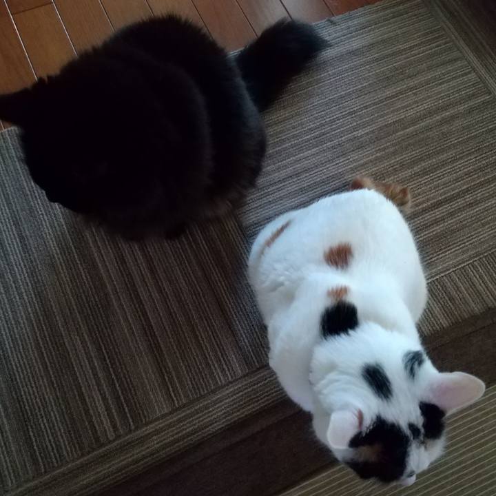 2e9ee0b4 52fa 4e1a 9336 8490c775cc51 1627980093656