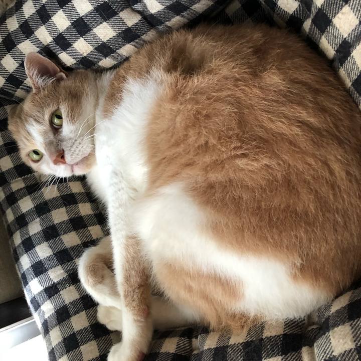 2ea29b4a df2b 478a a2ca 19215107e91a 1528713372852