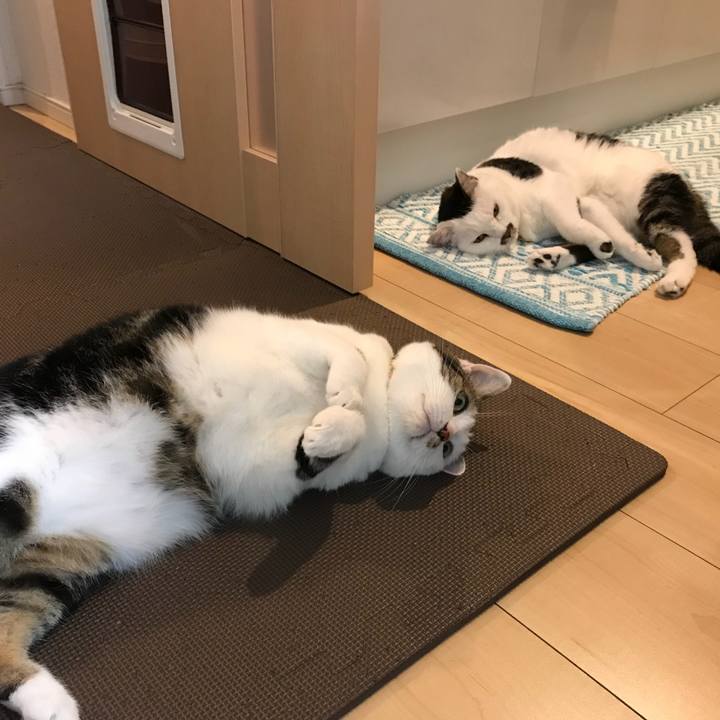 2ea3886e 1a60 4b17 b83e 5a7583dadf50 1531713731751