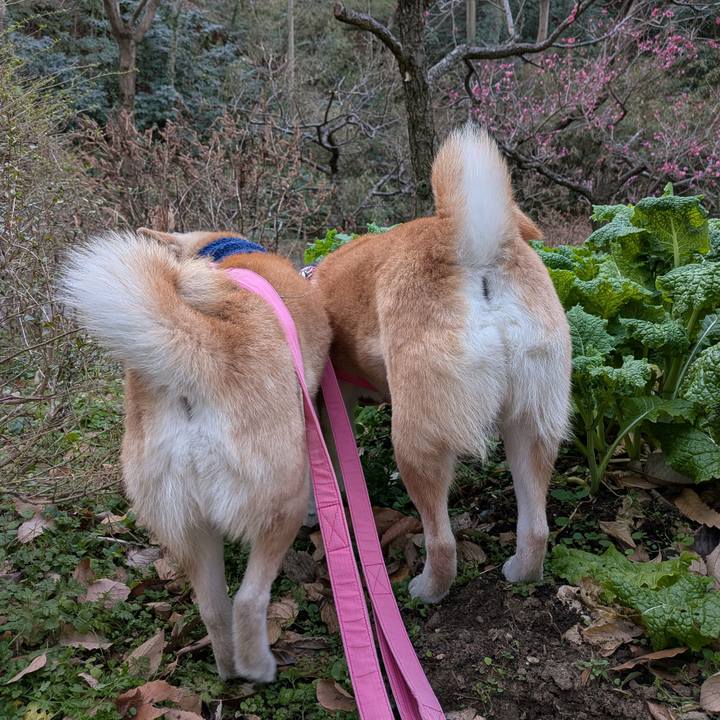 2ea582f1 3ccf 4cd5 ae32 f0c5617591f7 1768795942365