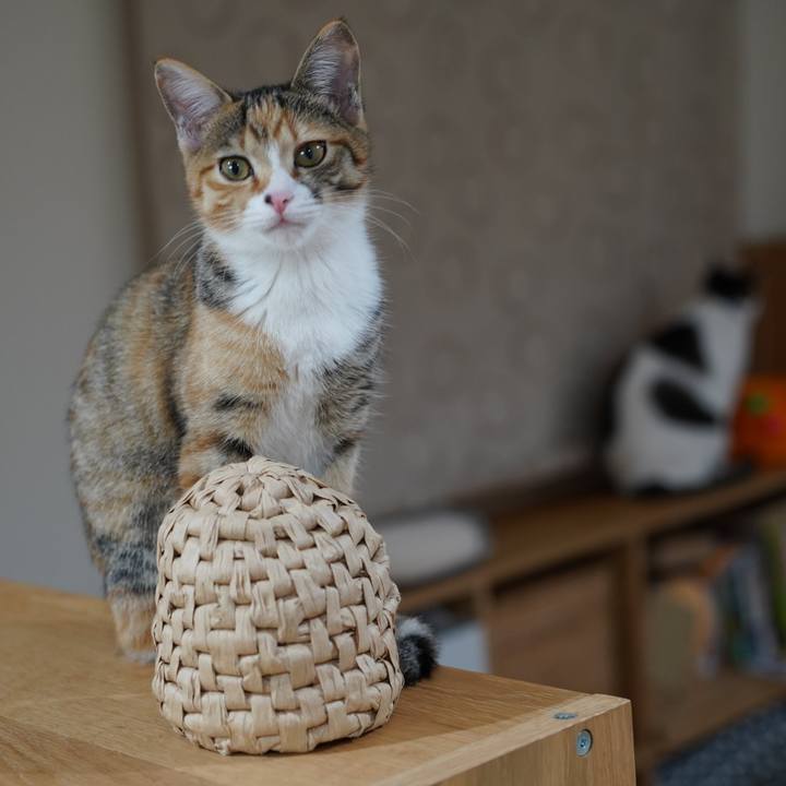 2eaa4fbf 1470 4d0a a9c4 0e8155d8f4be 1574639678800