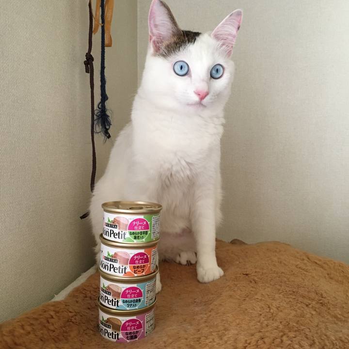 2eab268d 228f 4e23 975c 89e5614a6468 1522503183255