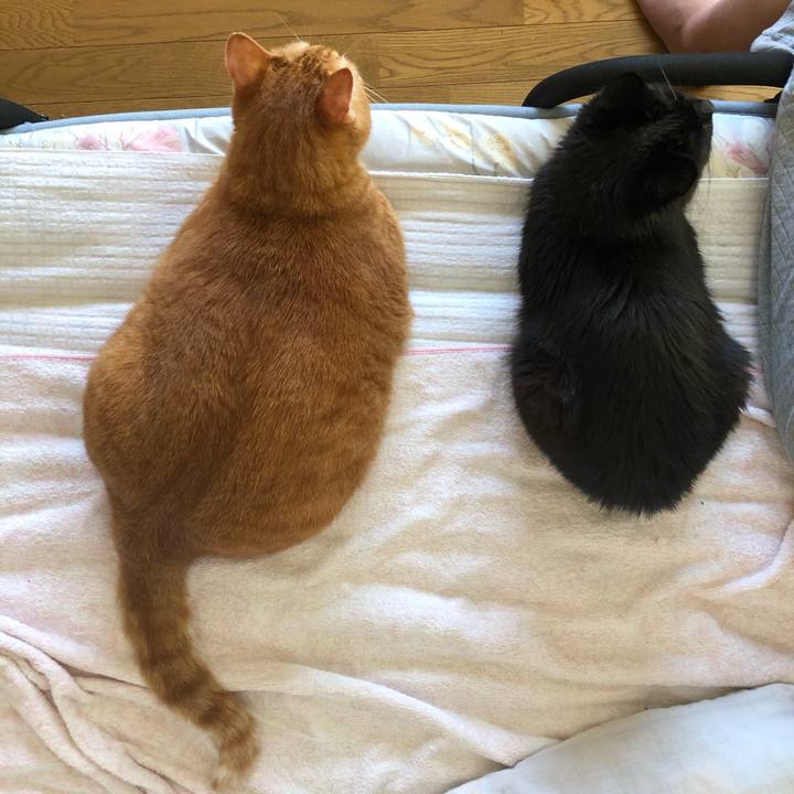 2ead402d 35b5 4960 843f 96e6d77a883b 1596403646210