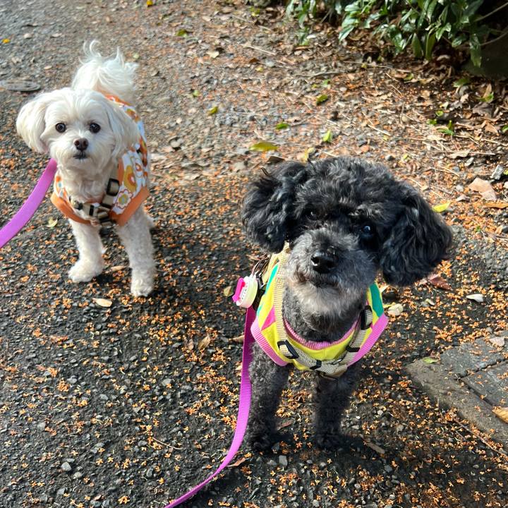 2eaeb0d1 148f 41d2 a627 28515ed50502 1761554156839