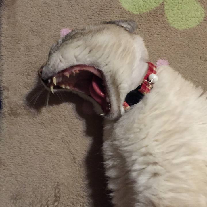 2eb57c2f c718 437f a29e 86edea360fc8 1548326912501