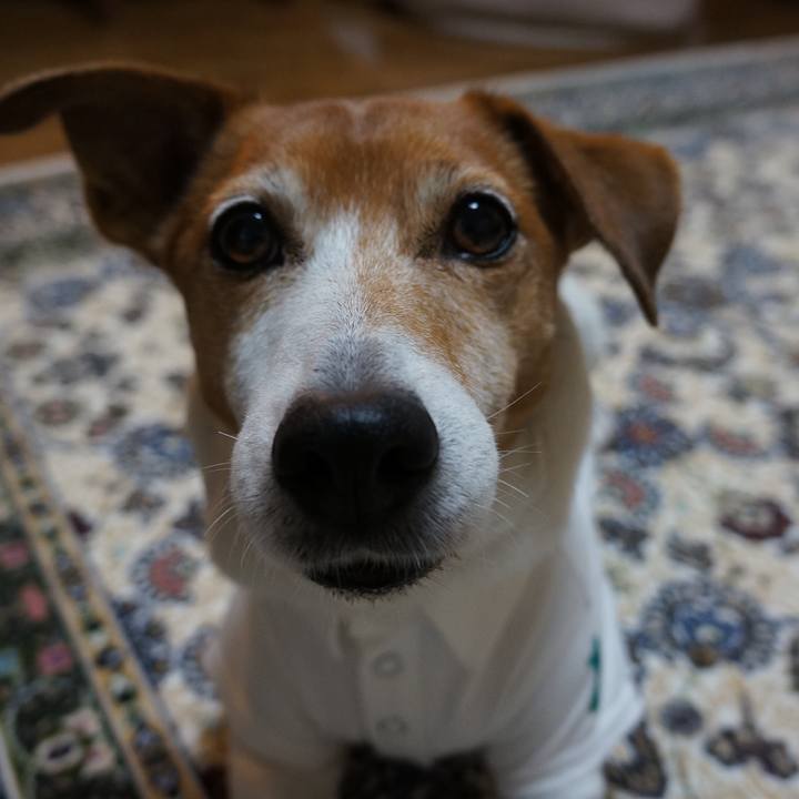 2eb76839 a3a0 4a44 9015 4cb61dcebc43 1558959493429