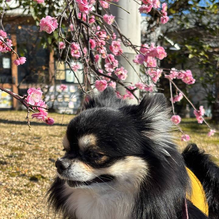 2ebb5f03 23c4 4c91 970e d39e43e3afdd 1771483116097