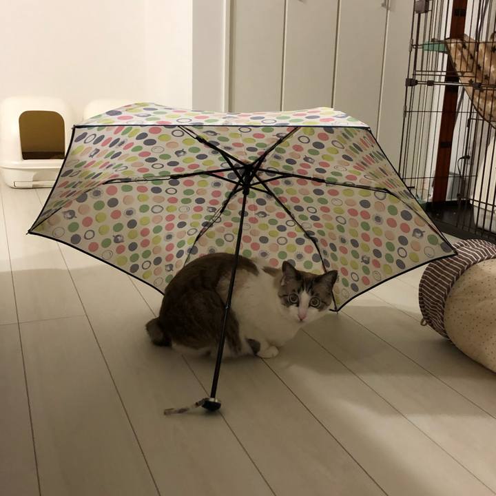 2ebe3a26 a095 4490 8b5b 868dd9f85e9a 1549463640286