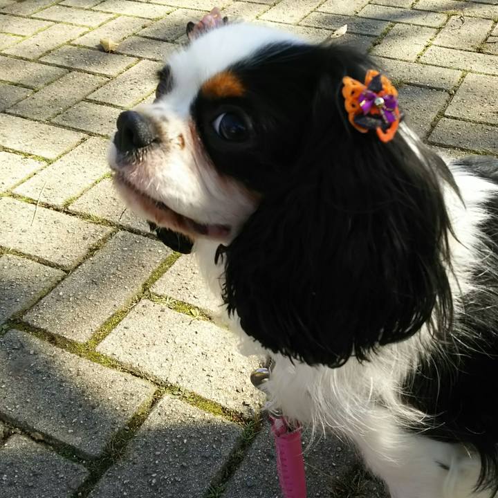 2ec17288 72c1 468a 8180 975cd7cedd0c 1540784676473