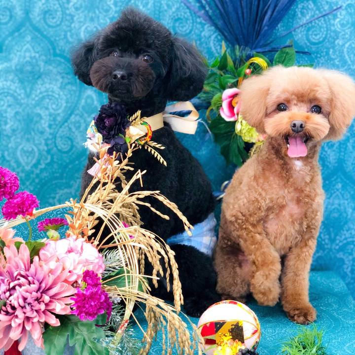 2ec20f4d e65f 4427 a044 0cb58d35ecb3 1609454169251