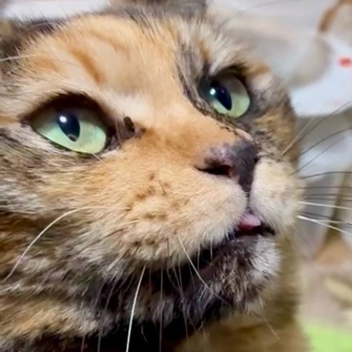 2ec37aea a4a3 4f71 a852 6b69e9369a7d 1770667864521