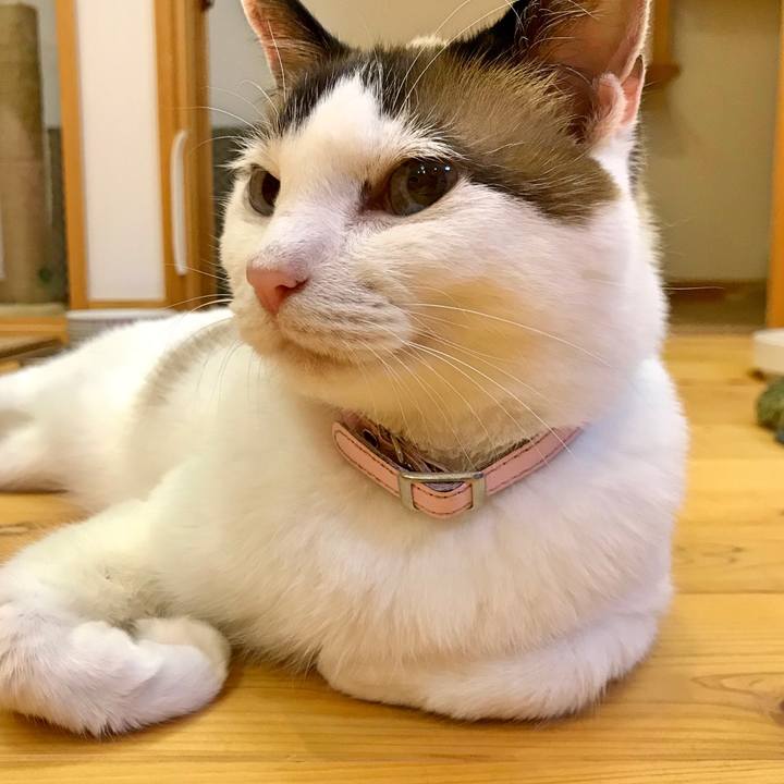 2ec4a809 6ea8 4d9c 9de0 677f2852de74 1531917233566