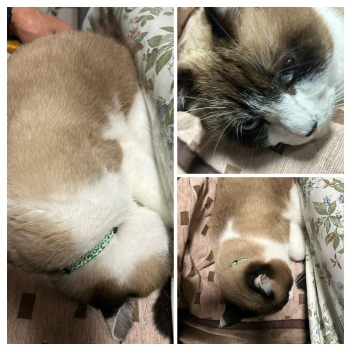 2ec6caca 77f5 473e 891b b4ca0c89a447 1761822815233