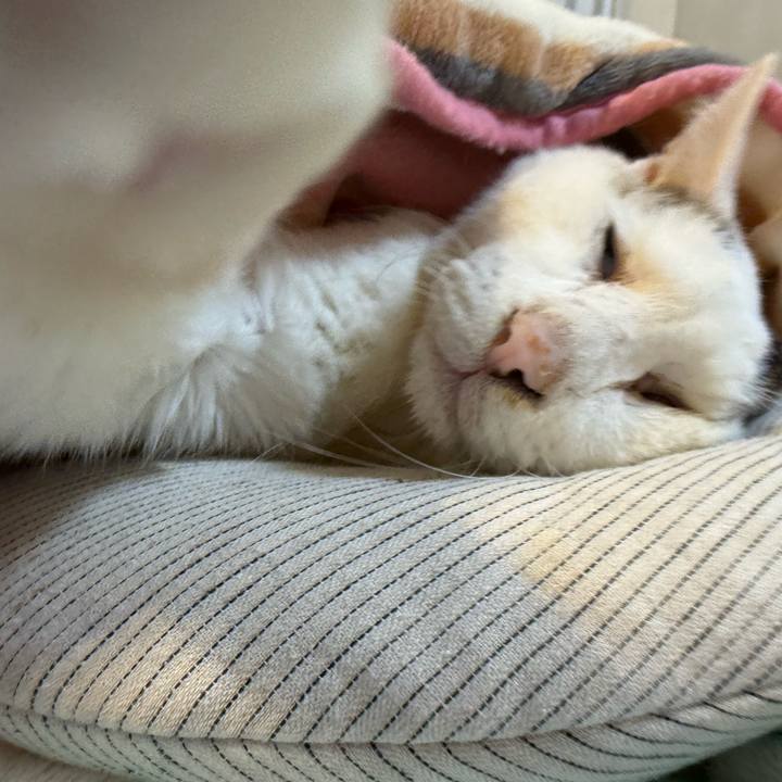 2ec80df9 7cd2 4aed 9ab7 77d1a4b249d2 1769676063211