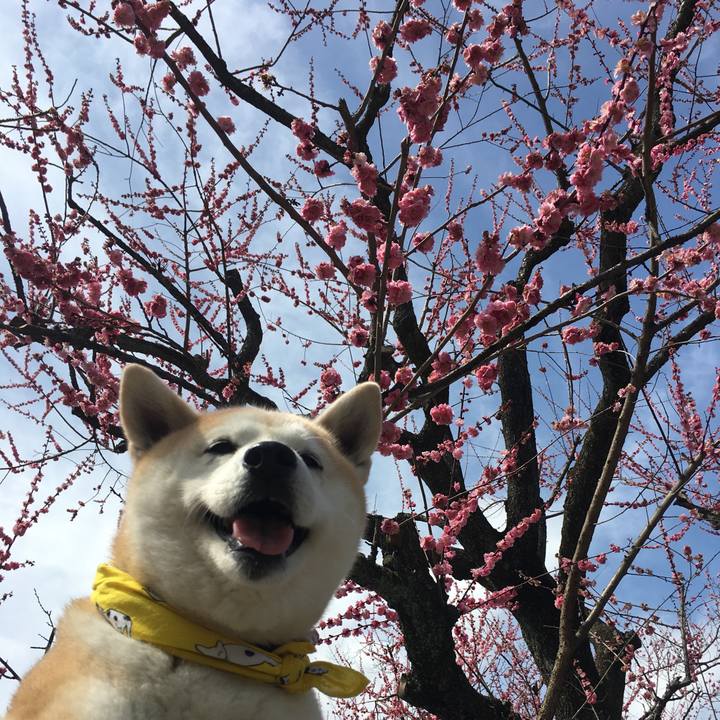 2ec8652b df88 4057 a8ad d4d20edbd411 1521348142752