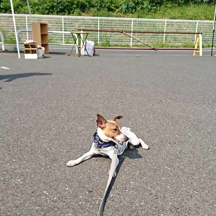 2ec96582 4a78 49fa 9d49 d040e1f2ecf0 1527420872573