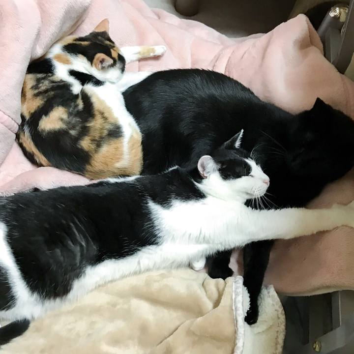 2eca1bf4 55c3 43f4 9a1f 4cef8fdbe362 1511005290335