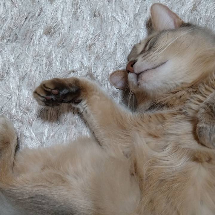 2ece5ba0 25cf 4e17 b2ce 441dff12b738 1604662497092