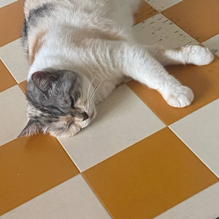 2ecee2dc 3e08 423b a4af 2dddfba6ac07 1720651535843