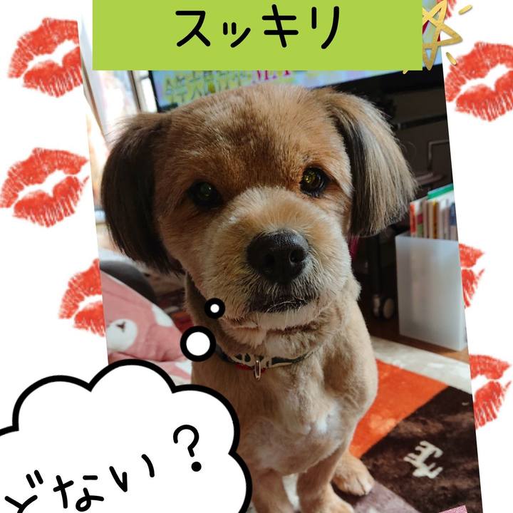 2ecf2915 a734 43e8 b999 2401ac0dce6a 1546921723039